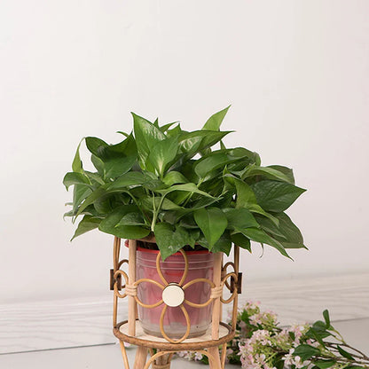 Hollow Rattan Plant Stand - Elevate Your Home Decor!